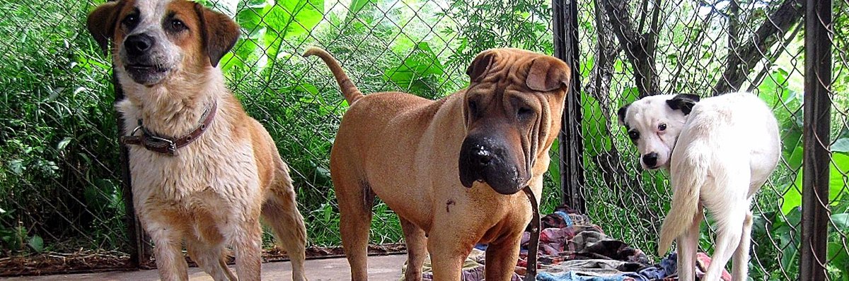 inalmatykz's tweet image. Приют для бездомных животных ограбили в Алматинской области

Собак лишили старых обугленных кастрюль и медикаментов #белыйбит #бездомныеживотные #ограблениеприюта

inalmaty.kz/news/1996306

#Алматы #inalmaty #Казахстан