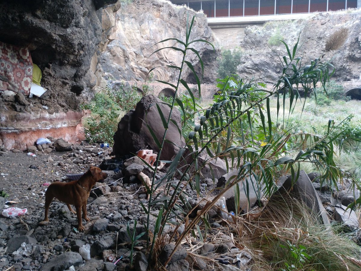 PoliciaLocalSC's tweet photo. Agentes @PoliciaLocalSC encontraron ayer a un perro que permanecía amarrado, sin comida ni agua en la zona del bco Santos. Varias llamadas al 092 alertaron que llevaba varios días así, llorando y aullando sin parar. Fue liberado por los agentes y entregado a @AVallecolino https://t.co/ByyDO0BJxX