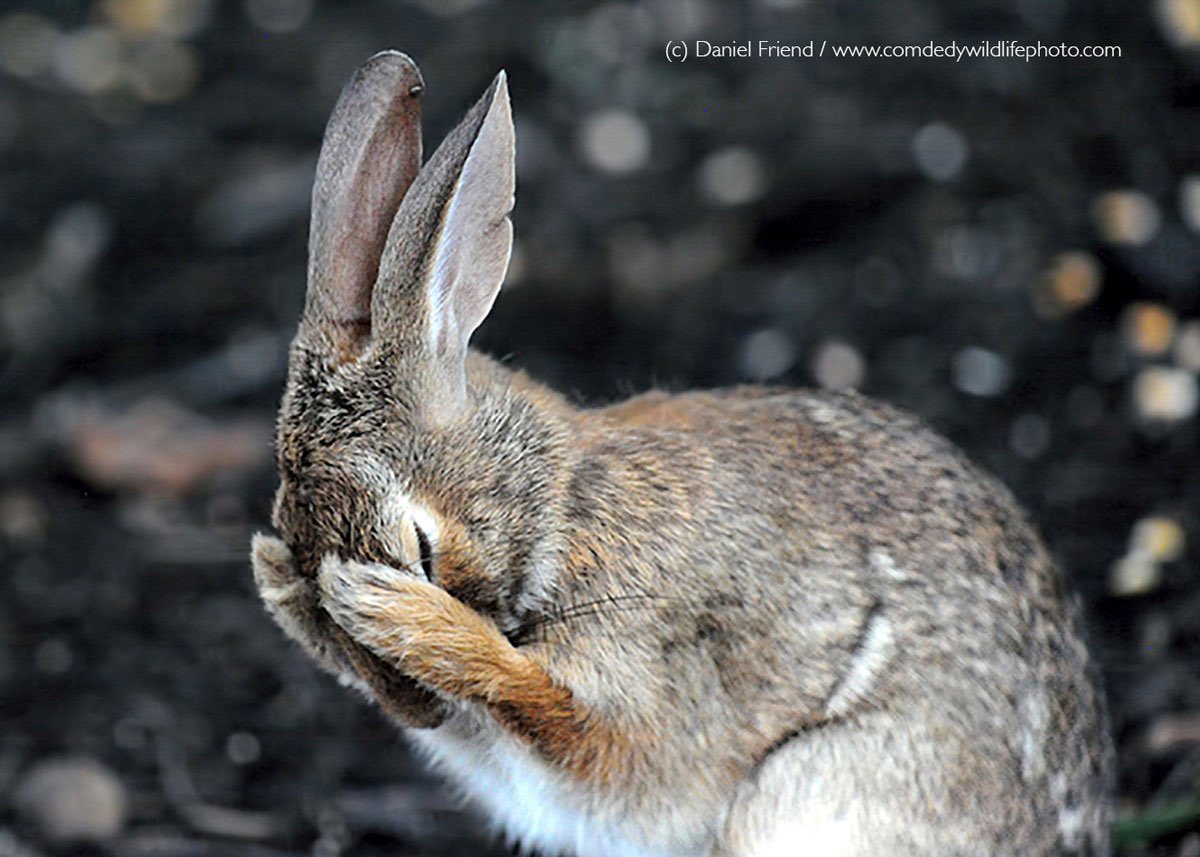 Comedy Wildlife Photography Awards tweet media