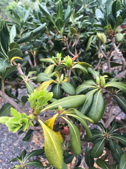 VIVEROS_MOGAN's tweet photo. Pittosporum, conocida vulgarmente como azahar de la China la puedes encontrar en Viveros Mogán https://t.co/Nrne7u92yL