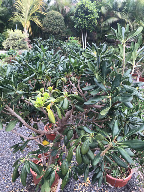VIVEROS_MOGAN's tweet photo. Pittosporum, conocida vulgarmente como azahar de la China la puedes encontrar en Viveros Mogán https://t.co/Nrne7u92yL