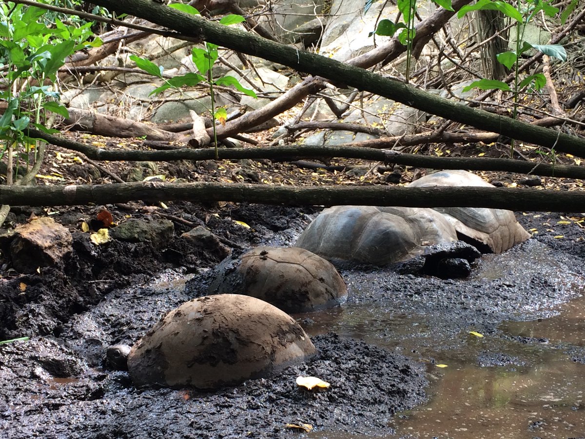 NatureSey's tweet image. These #GiantAldabraTortoise seem to be enjoying their mud bath spa treatment on #CousinIsland photo by #ConservationBootCamp participant Toria Hare goo.gl/TjnzW4