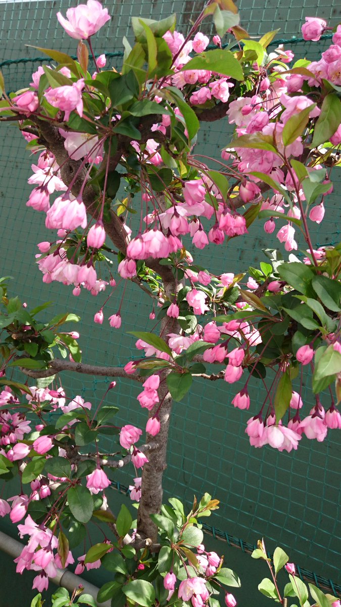 Mitsuki オブ Mitsuki これ何て言う花なんだろう 可愛い W サクラよりピンク で さくらんぼ みたいにお花が垂れ下がってるの 花の名は さくらんぼみたい ピンク 可愛い