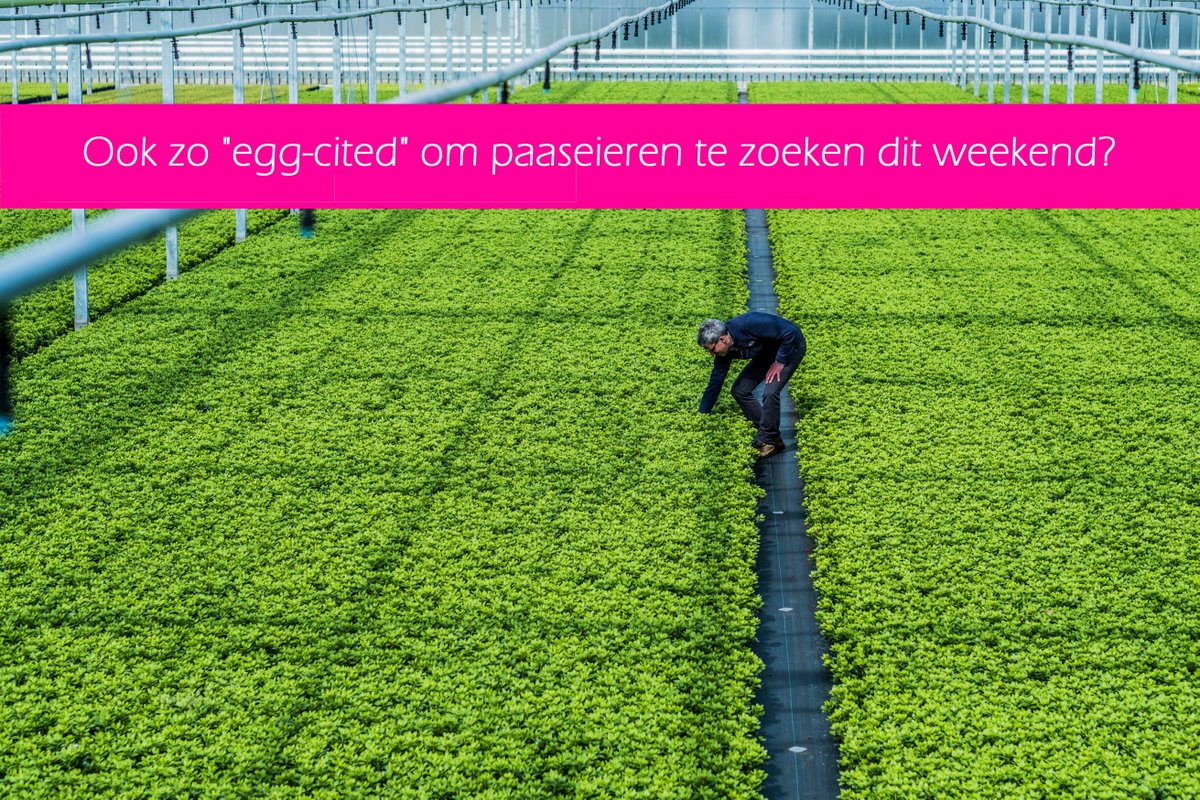 Flore_Groep's tweet photo. Zoek je meer dan enkel paaseieren? Vind je ideale job op https://t.co/dCCan0dHhm 🐣🌸#teamflore #vacatures #innovatinghorticulturetogether https://t.co/T8ihm0GkDG