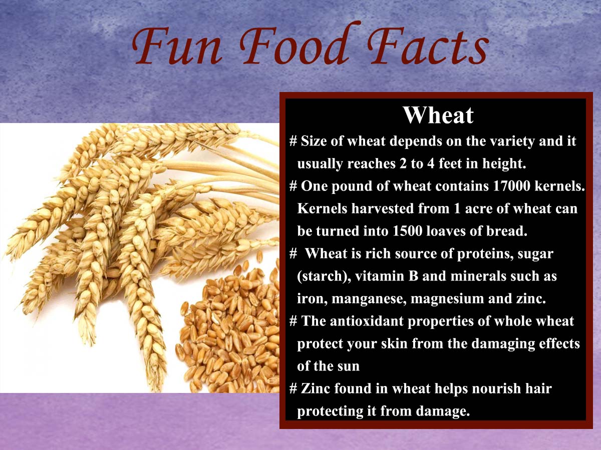 #fun #food #facts #wheat #nutrition #healthyliving #knowbetterlivebetter