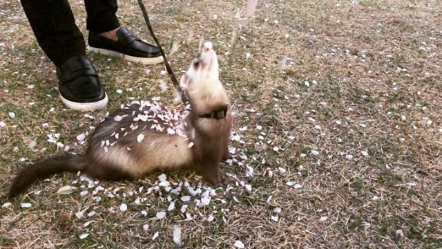KirikabuJPN's tweet photo. Sakura shower フラワーシャワー🌸
+
#kirikabudalan #ferret #フェレット #フラワーシャワー #桜シャワー #sakurashower #flowershower https://t.co/otIoqC96Ua https://t.co/BJNfgcE97M