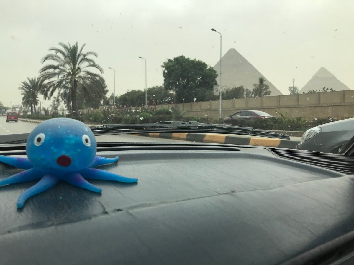 Squidgy sends his greetings from one of the seven wonders of the world - the great Egyptian pyramids! Thank you so much to Mette Kjer Kaltoft for this amazing photo! #showmorespine #squidgyaroundtheworld