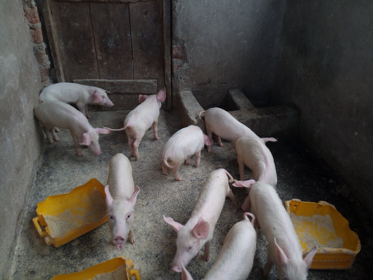 powerfmuganda's tweet photo. To sustain the inmates' children on top of the sponsorship, @wellsofhope has a piggery project, poultry, banana plantation which help with funding
#EIP2018
#NotBound https://t.co/QuFY3LEvSX