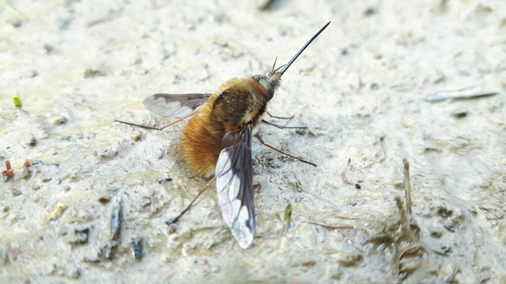 Just squeezed in my first @BumblebeeTrust BeeWalk Transect of the year, not ideal conditions but loads of Buff-Taileds out plus this freshly emerged Dark-edged Beefly. Plus I saw a Weasel, a new record to the North West Zone