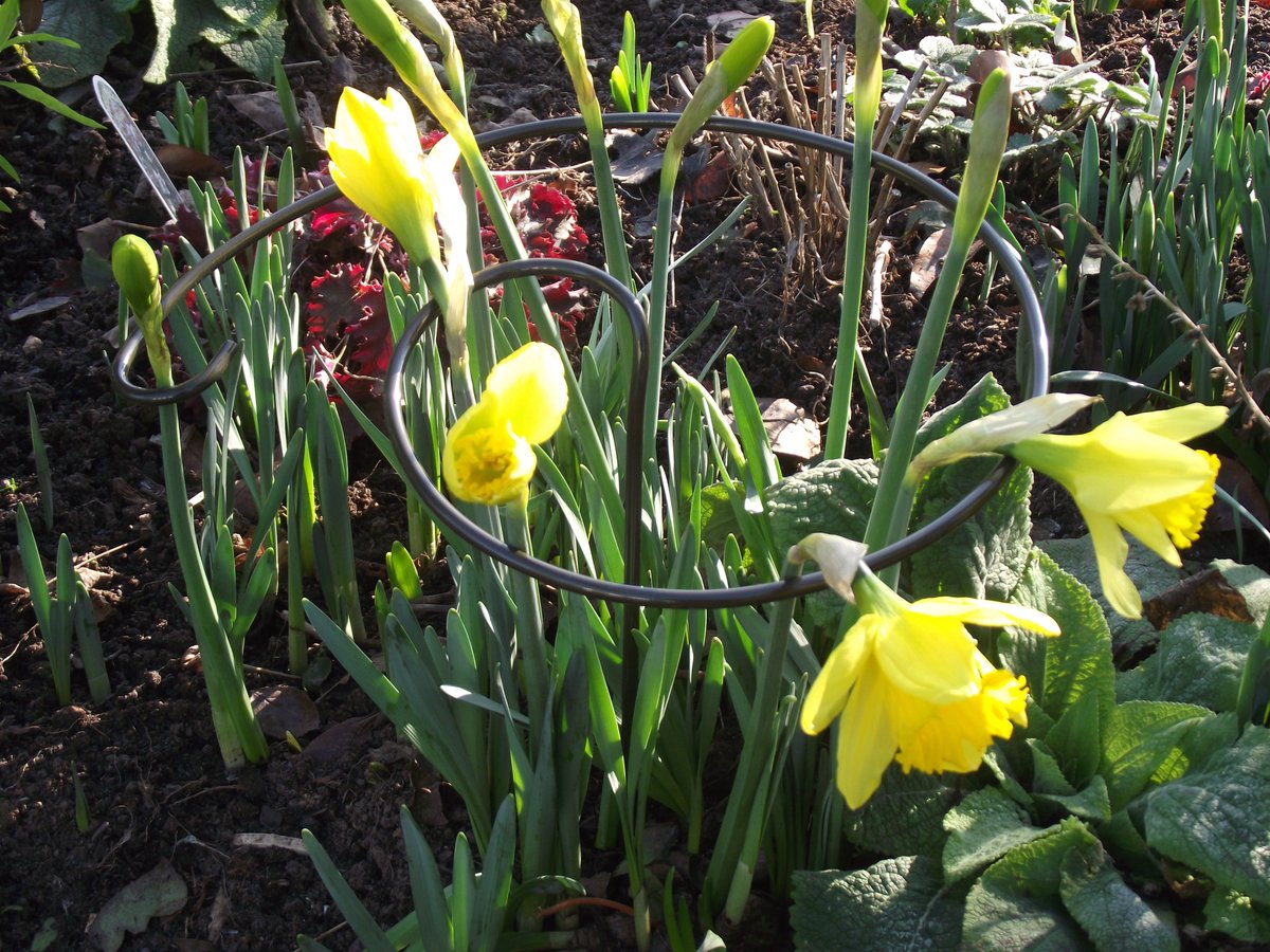 UkSupports's tweet photo. Plant support inspiration for spring planting....www.plantsupports.co.uk for all of your Easter gardening ideas #plantsupports #planting #gardening #gardens #perennials #peonies #daffodils https://t.co/iDRjsgRrAU