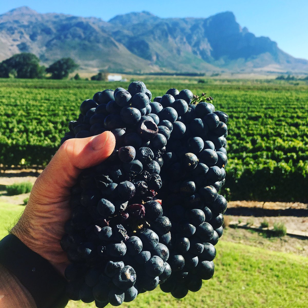 AKKERDAL's tweet photo. #akkerdalharvest2018 So stoomroller in die paasnaweek binne met oes van #tannat vandag. Oorsprong #france met gekenmerk deur prominente vrugtigheid(framboos)goeie kleur en tannien struktuur. #terroir #microbesatwork #biodynamic #akkerdalwines #laffortharvest2018 https://t.co/4NH3EyoP0Z