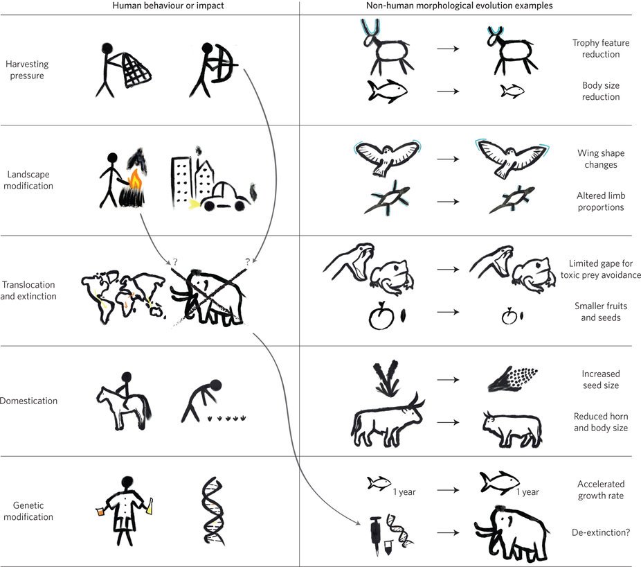 NatureEcoEvo's tweet image. Human behaviour as a long-term ecological driver of non-human evolution nature.com/articles/s4155… #March2017highlight #ICYMI