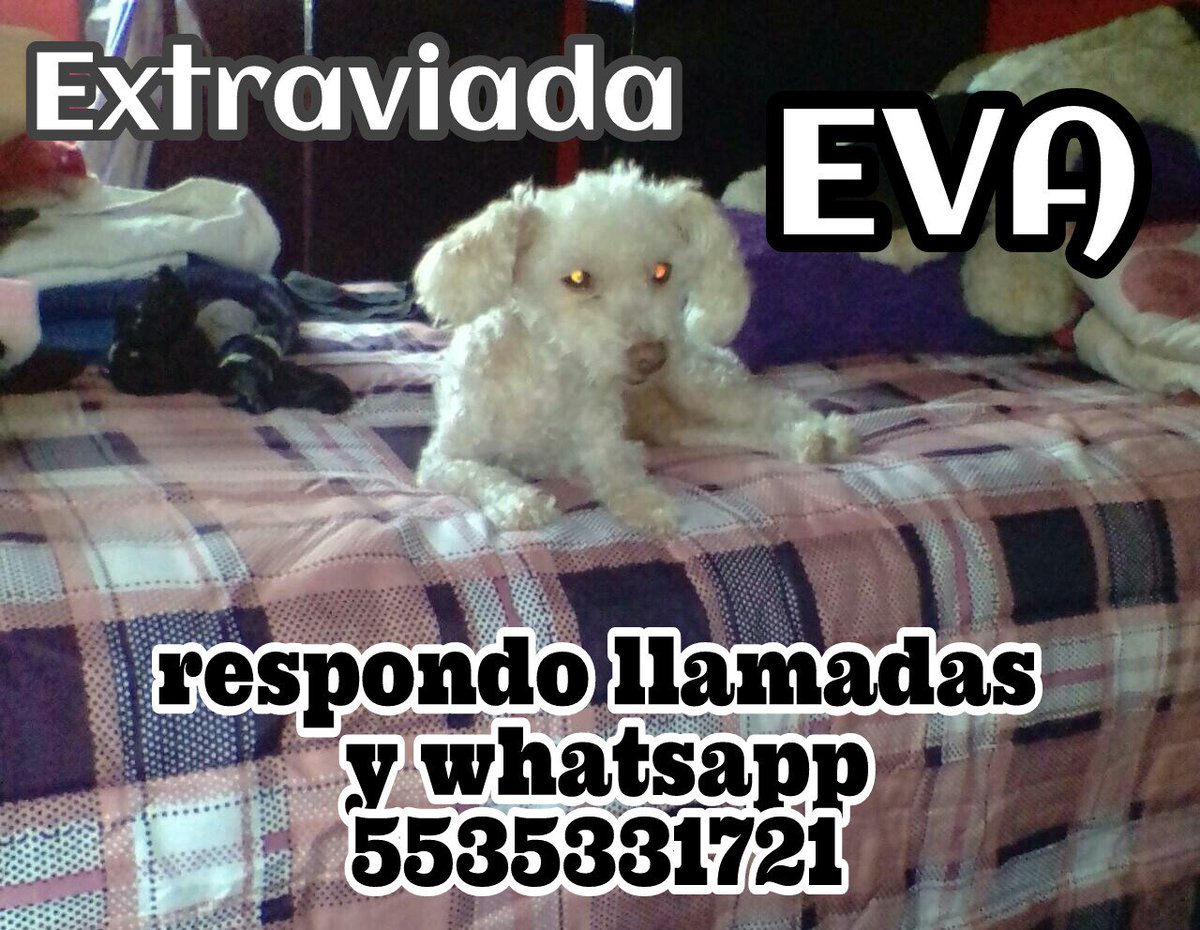 sraconejo's tweet photo. No dejen de apoyarme con sus #rt seguimos sin saber de #Eva 😔🐩
Han sido los días más largos de nuestras vidas.
Si la has visto o la , ¡regresa a mi peque con su familia! 

#perrosperdidos
#perrosperdidosmx
#ayudameavolver
#regresaacasa

https://t.co/XhMolBGjiq https://t.co/HEQ3T5Wh2R