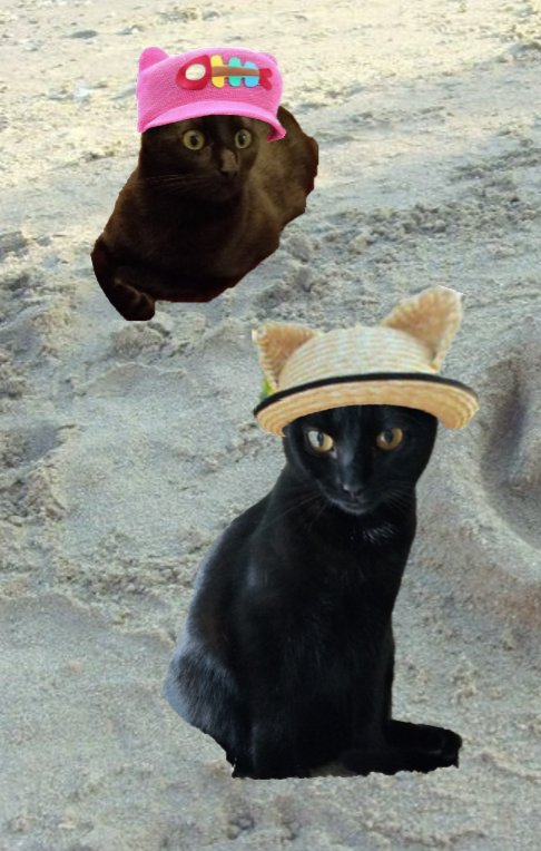 OMC its #WearAHatDay !!! We love hats!!!  We magically 'make' hats!! #catsinhats yay Hats!!!! #CatsOfTwitter #PanfurSquad