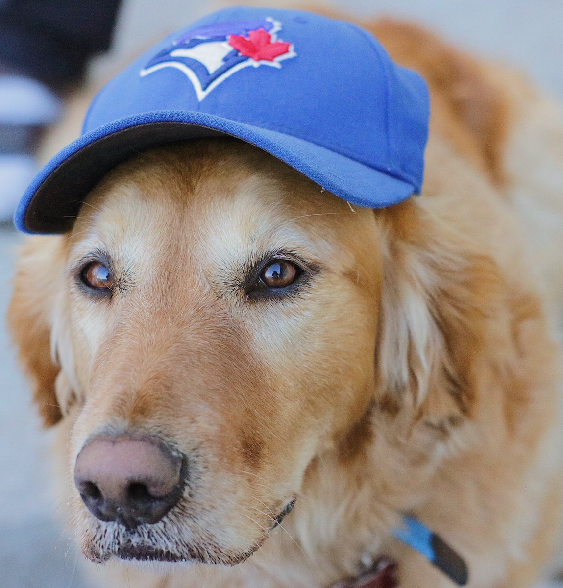 TheHSPblog's tweet image. Allen is also really excited about the #HomeOpener tonight!! ⚾️

#LetsGoBlueJays