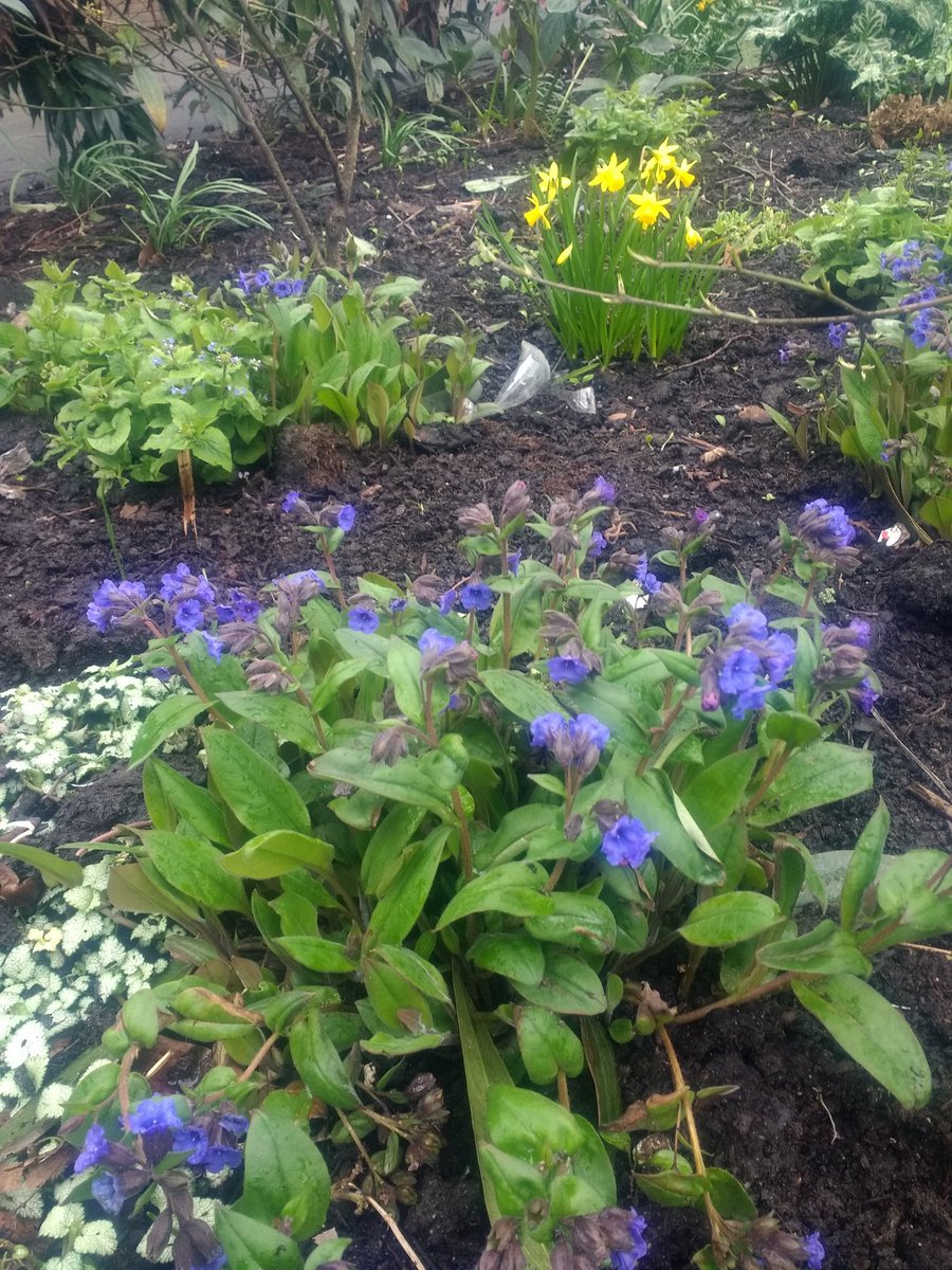 covunigrounds's tweet photo. The churchyard spring border is in full bloom and looking great @covunigrounds #spring https://t.co/T1jTjfT2Mf