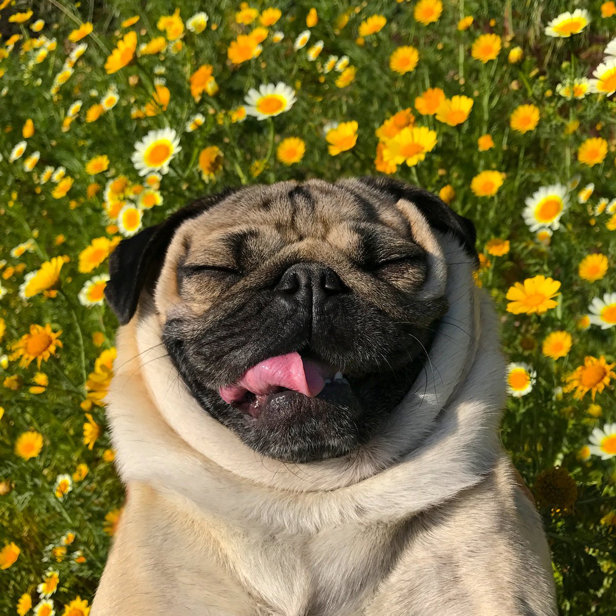 itsdougthepug's tweet photo. Somepuggy loves u https://t.co/lXujdvT4Ne