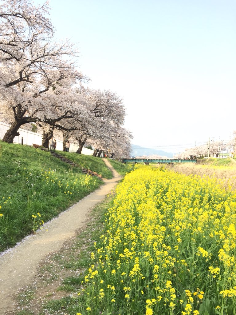 佐奈川堤桜