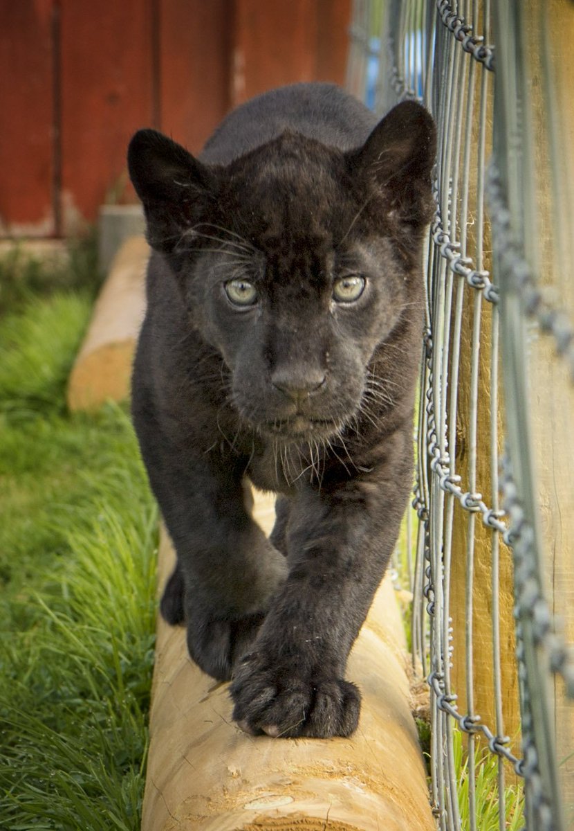 Maya the jaguar