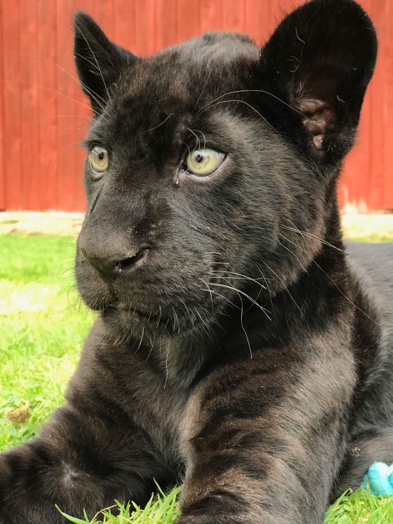 Maya the jaguar