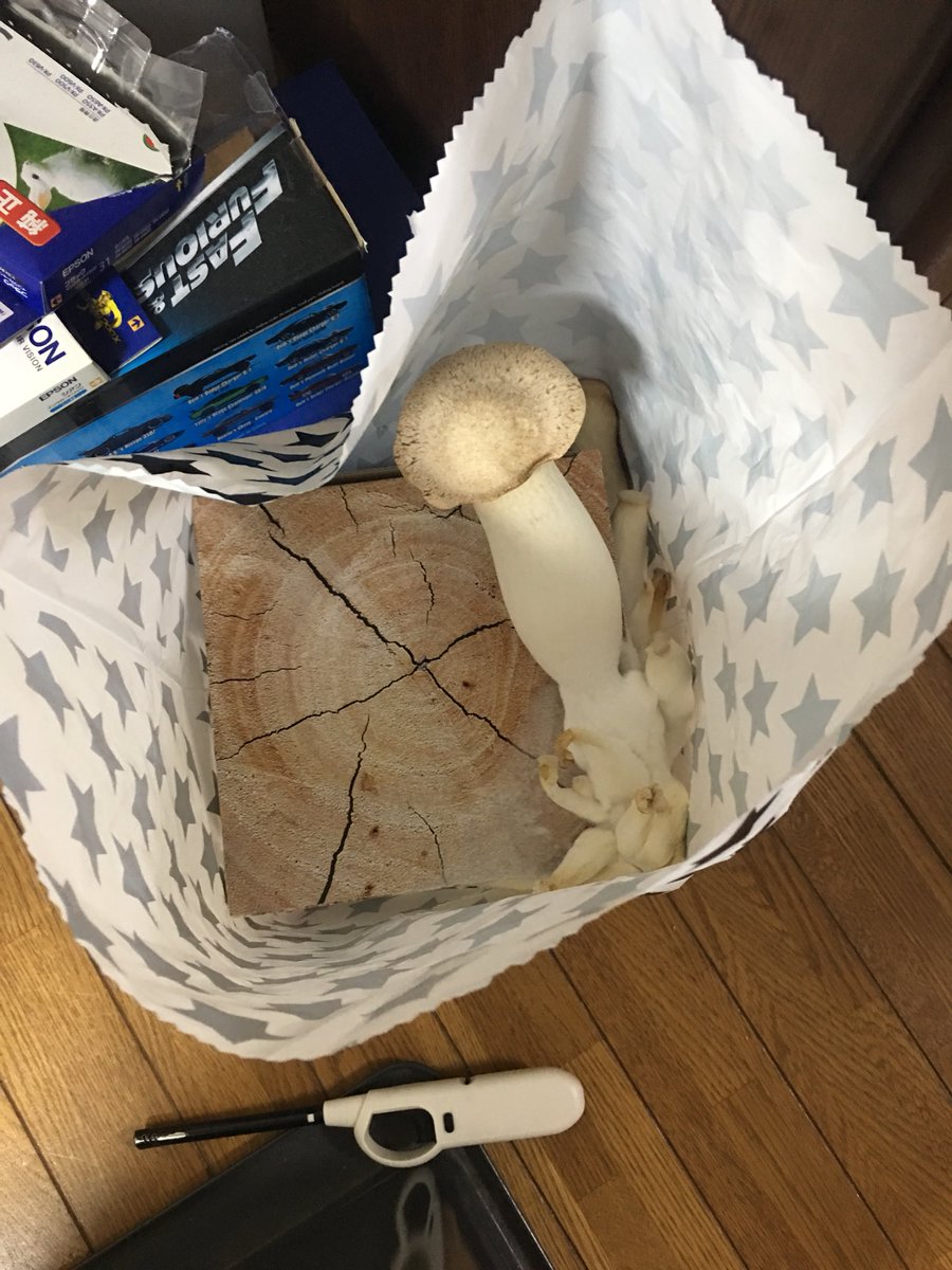 もらったエリンギ栽培キットを開封せずに放置していたらこんなことに すごい 目覚めてしまったか 笑 Togetter もらったエリンギ栽培キットを開封せずに放置していたらこんなことに すごい 目覚めてしまったか 笑 Togetter