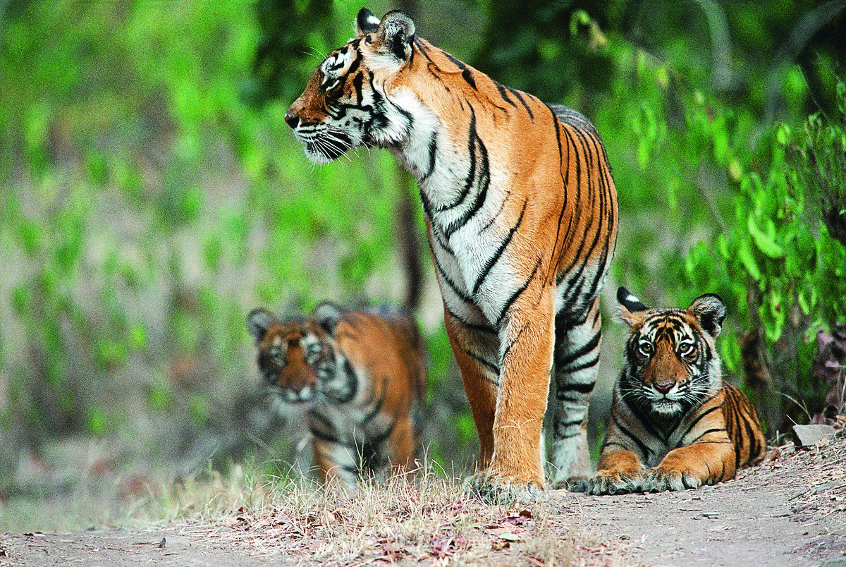 AsianWildlife's tweet photo. With the eye of vigilance and the might of a predator, this mother tigress is strolling the forest along with her cub
https://t.co/UDVhakffcS 
#bengaltigress #corbettnationalpark #wildlifetours #northindiabirdingtour #asianadventures https://t.co/jf62wKDcvz