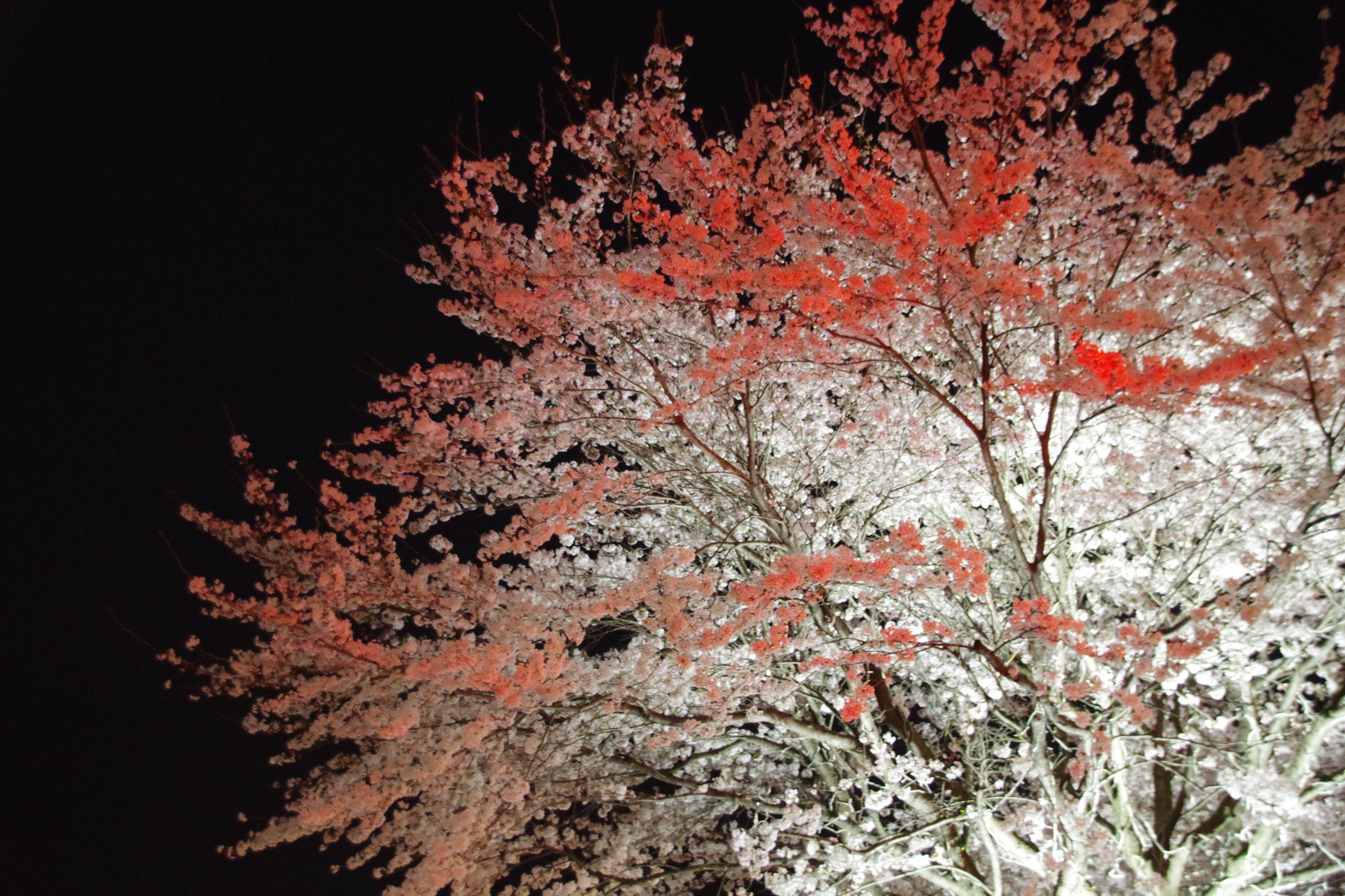 ショッピングモール ベルモール Bell Mall 夜は桜並木がライトアップされて 夜桜 が見れますよ 月も出ていて昼間とは違った綺麗さがありますねぇ ベルモール 宇都宮 Sakura 桜 夜桜 ライトアップ T Co M9snhxeen0 Twitter