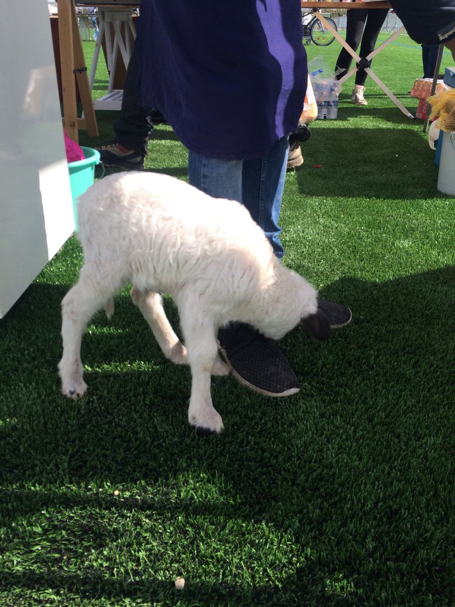 UnivParisSaclay's tweet photo. Venez voir notre mascotte le petit agneau cet après-midi à l’inauguration de la plaine des sports @UPS_Challenge ! https://t.co/FfyxzyUFCg