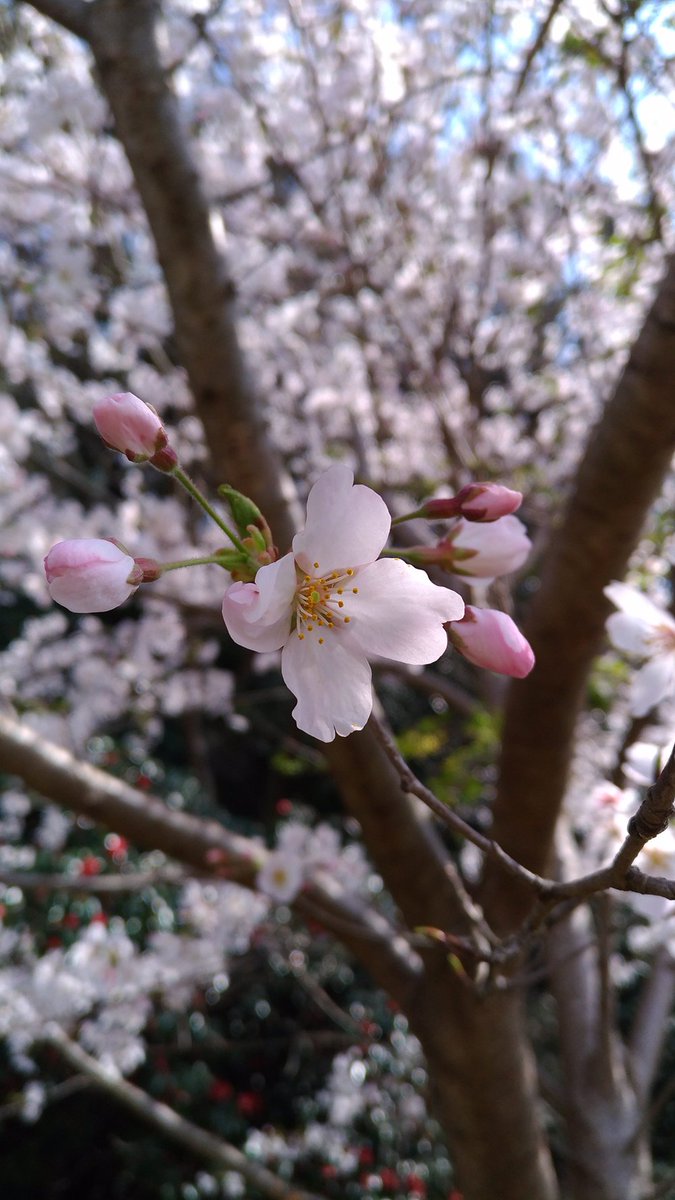 hirasawa's tweet photo. 散歩のオジサンやオバサンが一斉に携帯で桜の写真を撮っている光景は面白い。私は撮るより撮られてみようと。ぷぷ。 https://t.co/wdRxOBTRGP