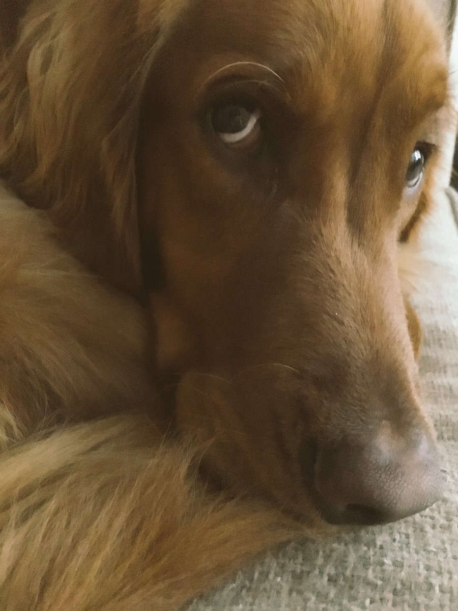 runningOTmom's tweet image. SOMEONE left a half chewed antler on the rug for me to step on while walking to the coffee pot early this morning. #feelslikesteppingonleggos  #dogmomprobs