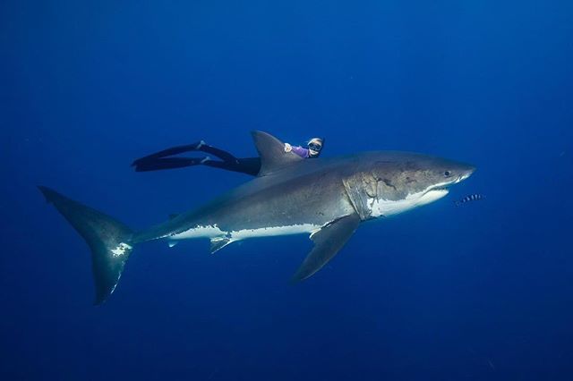 sharkxperts's tweet photo. Amazing image of Ocean Ramsey and the beautiful 18ft “Bella” the shark ! @juansharks @oceanramsey #sdx #sharkdivingxperts #sharkdiving #greatwhiteshark #freediving #shark #greatwhite #nature #nofear #guadalupeisland #saveourseas #savesharks https://t.co/A3fsWvfc3b https://t.co/I3vopkA2E6