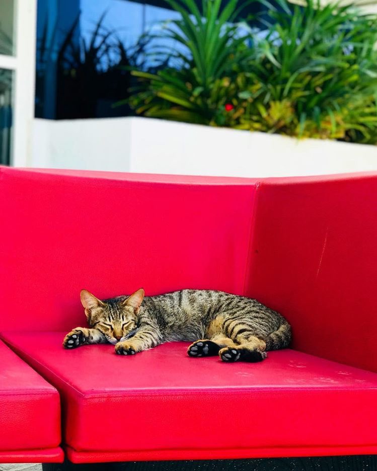 CUDUAE's tweet photo. Expectation: "SPRING BREAK'S GONNA BE CRAZY!"
Reality:
#Springbreak2k18 #ViewsFromCUD #CatsOfTwitter https://t.co/KxlV8ssJlB