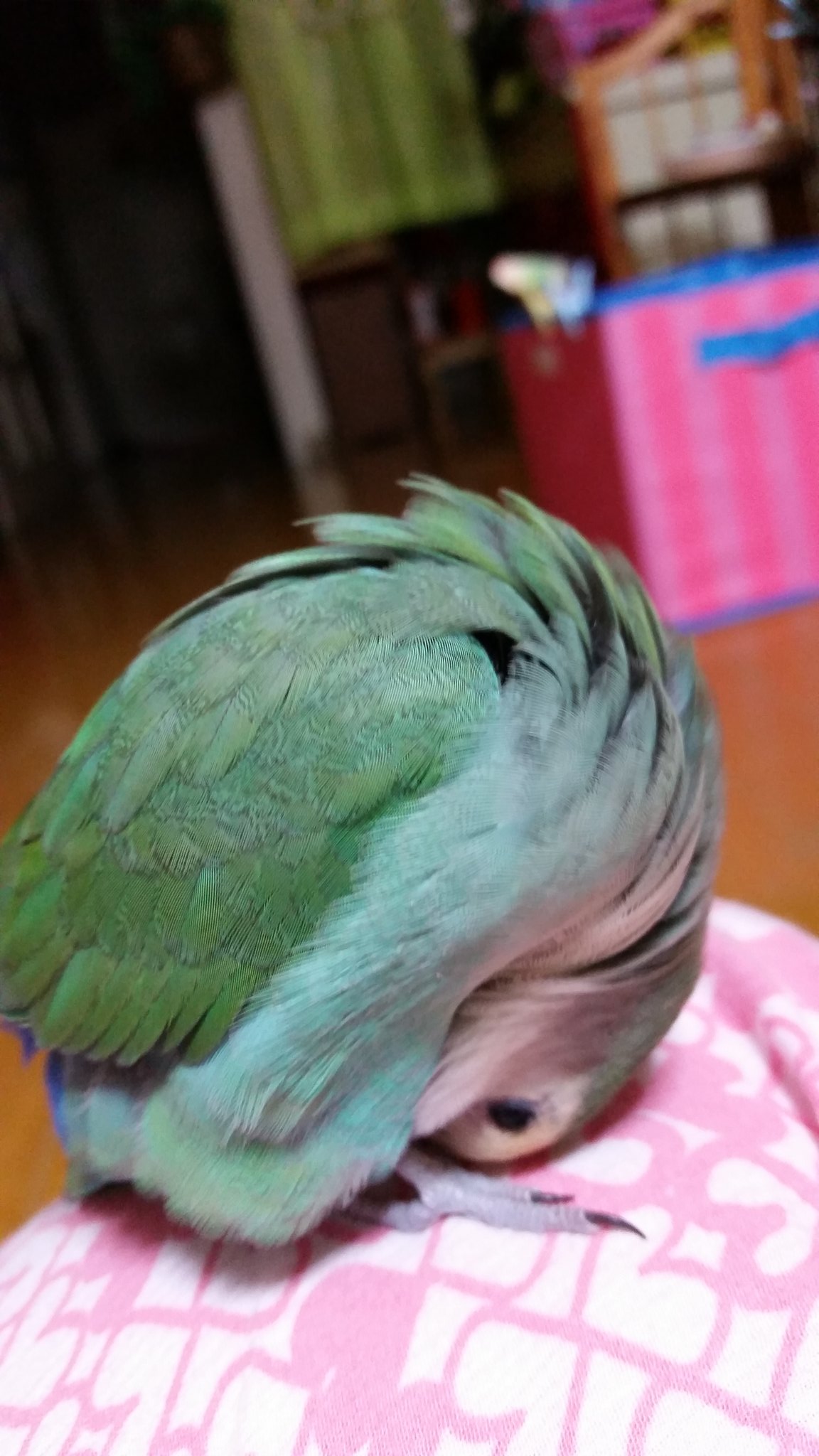 ★まりも★ モヘア混ハート柄ニット[品番：ERMW0000316]｜moment+