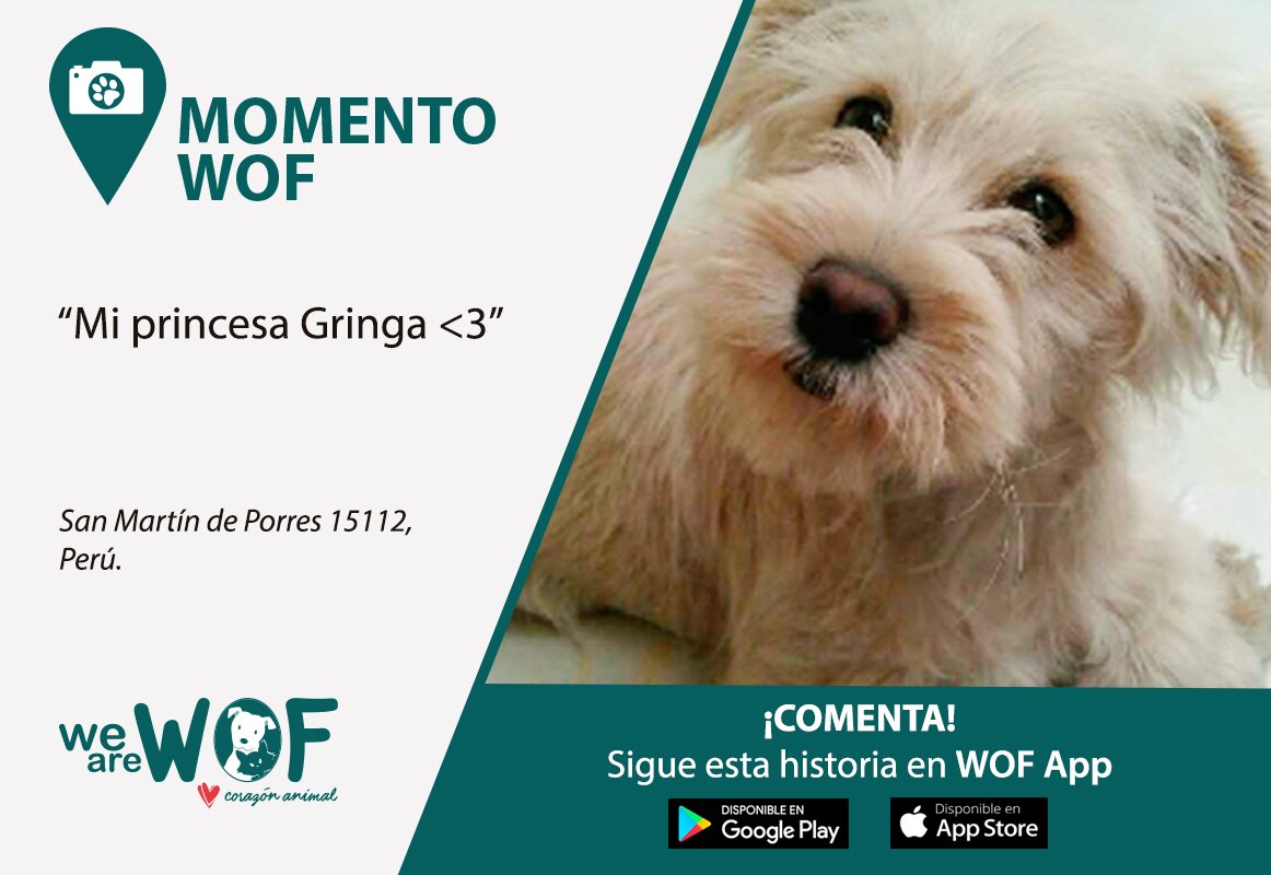 wearewof's tweet photo. #Perú
¡Qué hermosa mirada de esta perrita! 💗
¿Te encanta sacarle fotos a tu mascota? ¡Súbelas como #MomentoWOF a nuestra app!
Comenta esta bonita imagen, en este link > https://t.co/GYE9jLZBP6 https://t.co/gsR3hvvfhj