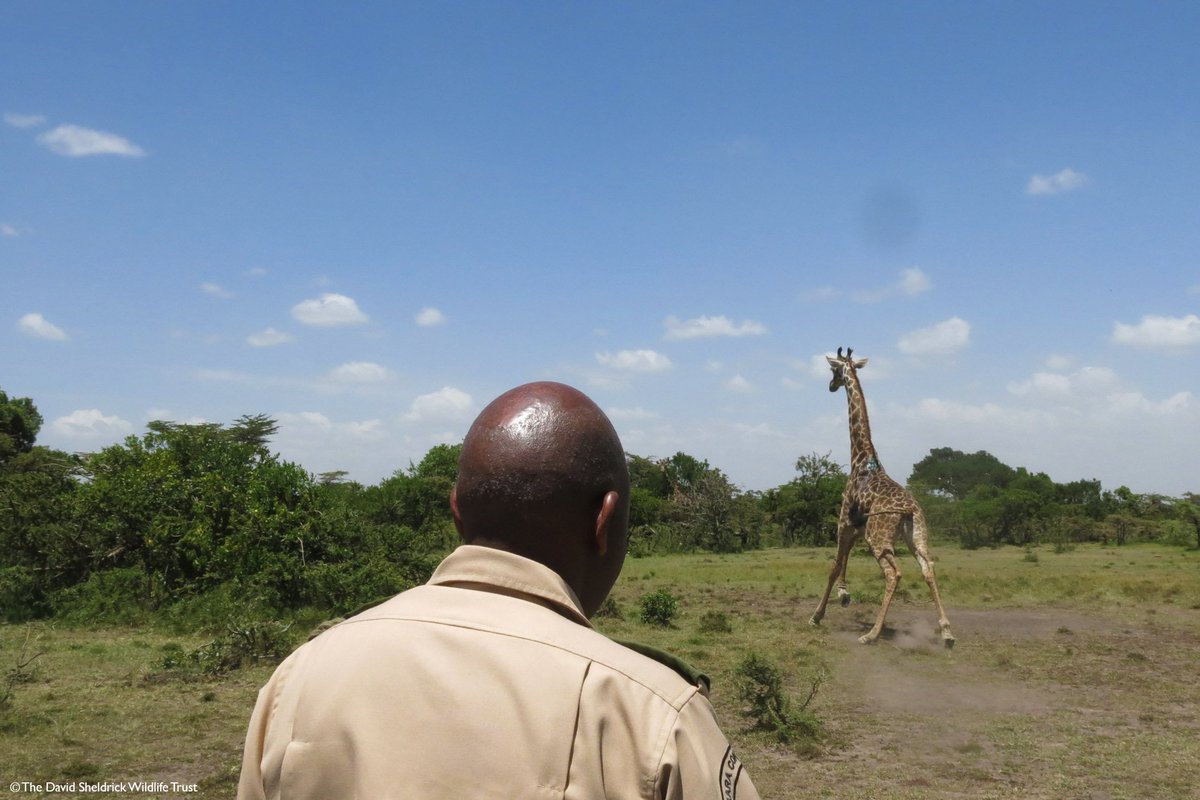 SheldrickTrust's tweet photo. Giraffe survives spear attack thanks to Vets! Standing up after a successful operation by the DSWT/KWS Mara Vet Unit, this poor male giraffe must have been in deep distress before our vet team intervened. Thanks to timely treatment, he was freed of the painful weapon #savinglives https://t.co/5j7w0HO7DU