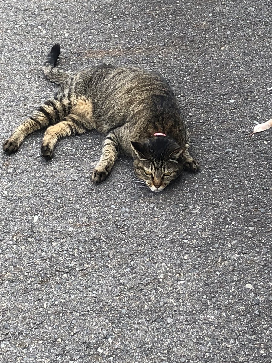 OgataYuuna's tweet photo. 人の家の猫と戯れてきた🐱にゃー

#ねこ
#ごろごろ
#可愛いねー
#いいねくれたら全員フォロー https://t.co/LCZbxV9VDK