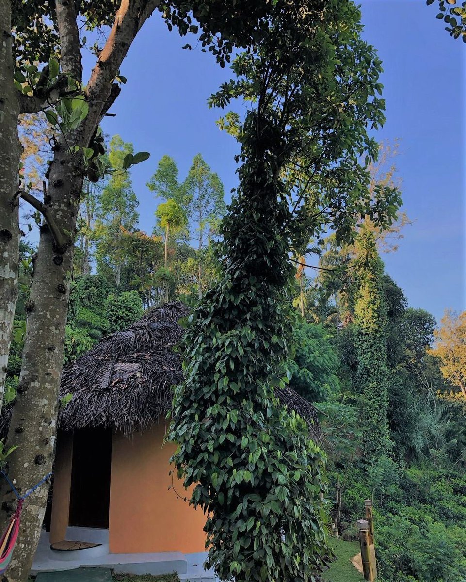 Tea Cabins (teacabins) Twitter