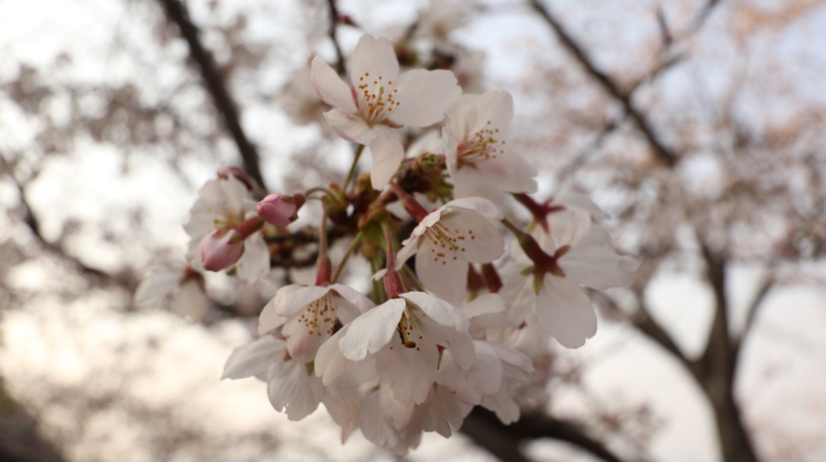 めんだこ 沼津産 En Twitter 香貫山公園 香貫山は沼津の街を一望できる展望台があります またハイキングコースとしても知られています 3月26日撮影 香貫山公園 沼津まちあるき