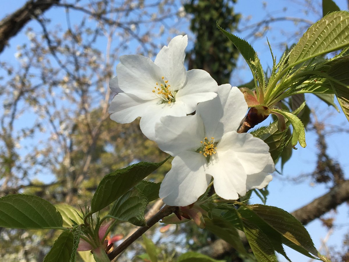めんだこ 沼津産 香貫山公園 香貫山の花々 展望台にはテレビ局 のアンテナが建ってます 天気の良い時の眺めはとても良いです 香貫山公園 沼津まちあるき