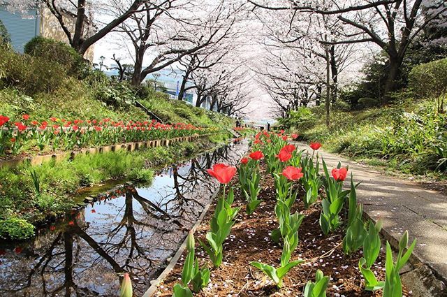 Naotosakai 今年の江川せせらぎ緑道 チューリップと桜いい感じです 都筑区 江川せせらぎ緑道 さくら チューリップ 小川 桜並木 桜 横浜 T Co Wblfylrhui