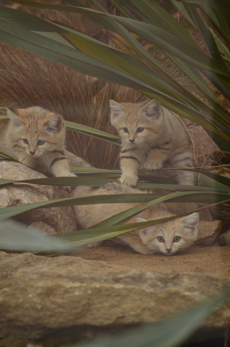 villedelyon's tweet photo. 3 mâles et 1 femelle chat des sables viennent de voir le jour au Zoo de Lyon, au Parc de la Tête d’Or.
https://t.co/Y7VDC5jJHG https://t.co/VPEhQSwE39
