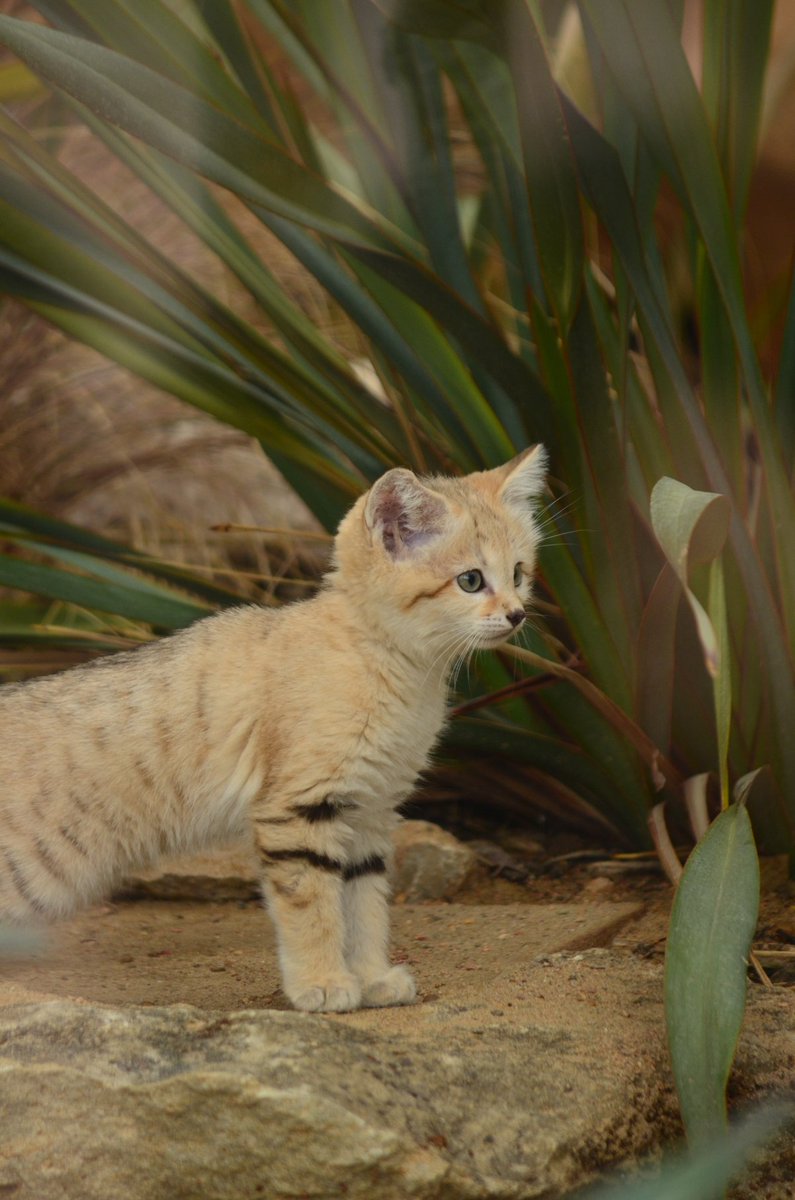 villedelyon's tweet photo. 3 mâles et 1 femelle chat des sables viennent de voir le jour au Zoo de Lyon, au Parc de la Tête d’Or.
https://t.co/Y7VDC5jJHG https://t.co/VPEhQSwE39
