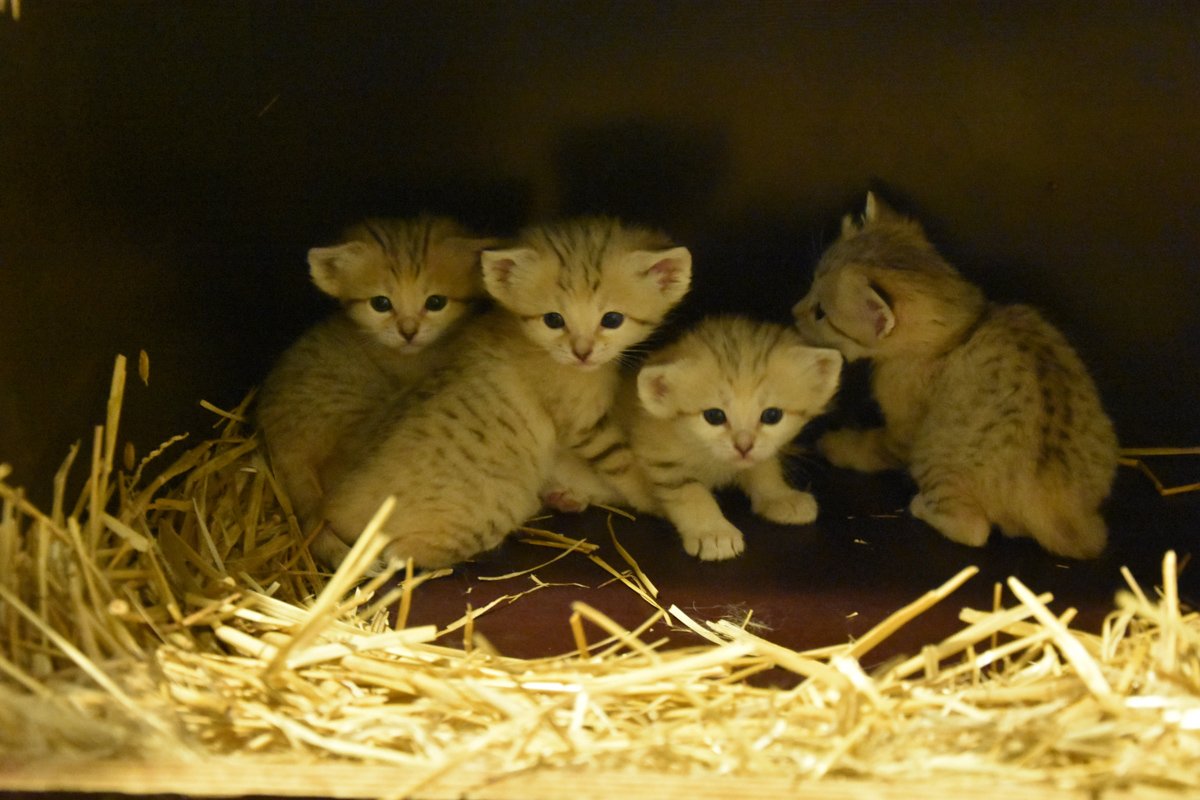 villedelyon's tweet photo. 3 mâles et 1 femelle chat des sables viennent de voir le jour au Zoo de Lyon, au Parc de la Tête d’Or.
https://t.co/Y7VDC5jJHG https://t.co/VPEhQSwE39