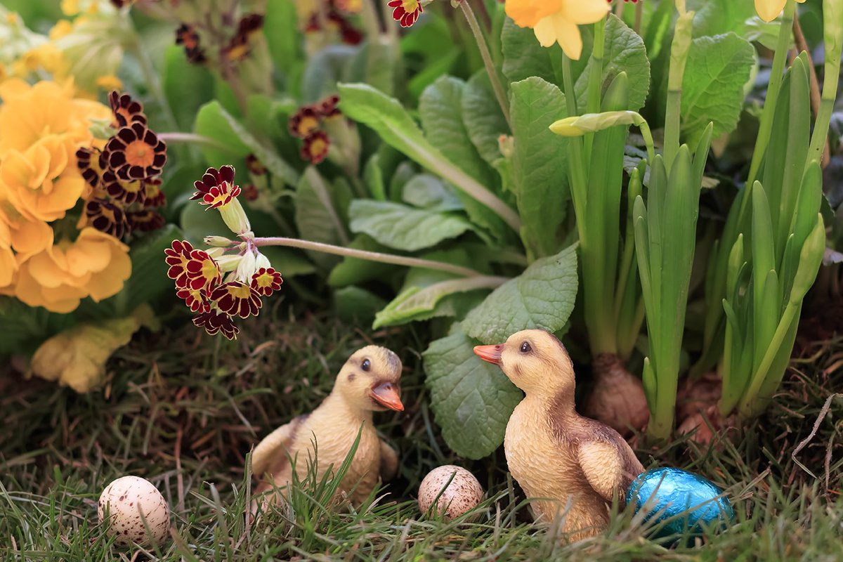 Easter duck and Easter chick… Easter eggs with chocolate thick!
Easter nostalgia... Imagined by <a href="/Carlyandflowers/">Carly Rogers Flowers</a> 
Until 2nd April…
#fresh #floral #easterbunny #easterchick #Easter #scene #EastBar #Pods #sketchLondon #EATMUSICDRINKART