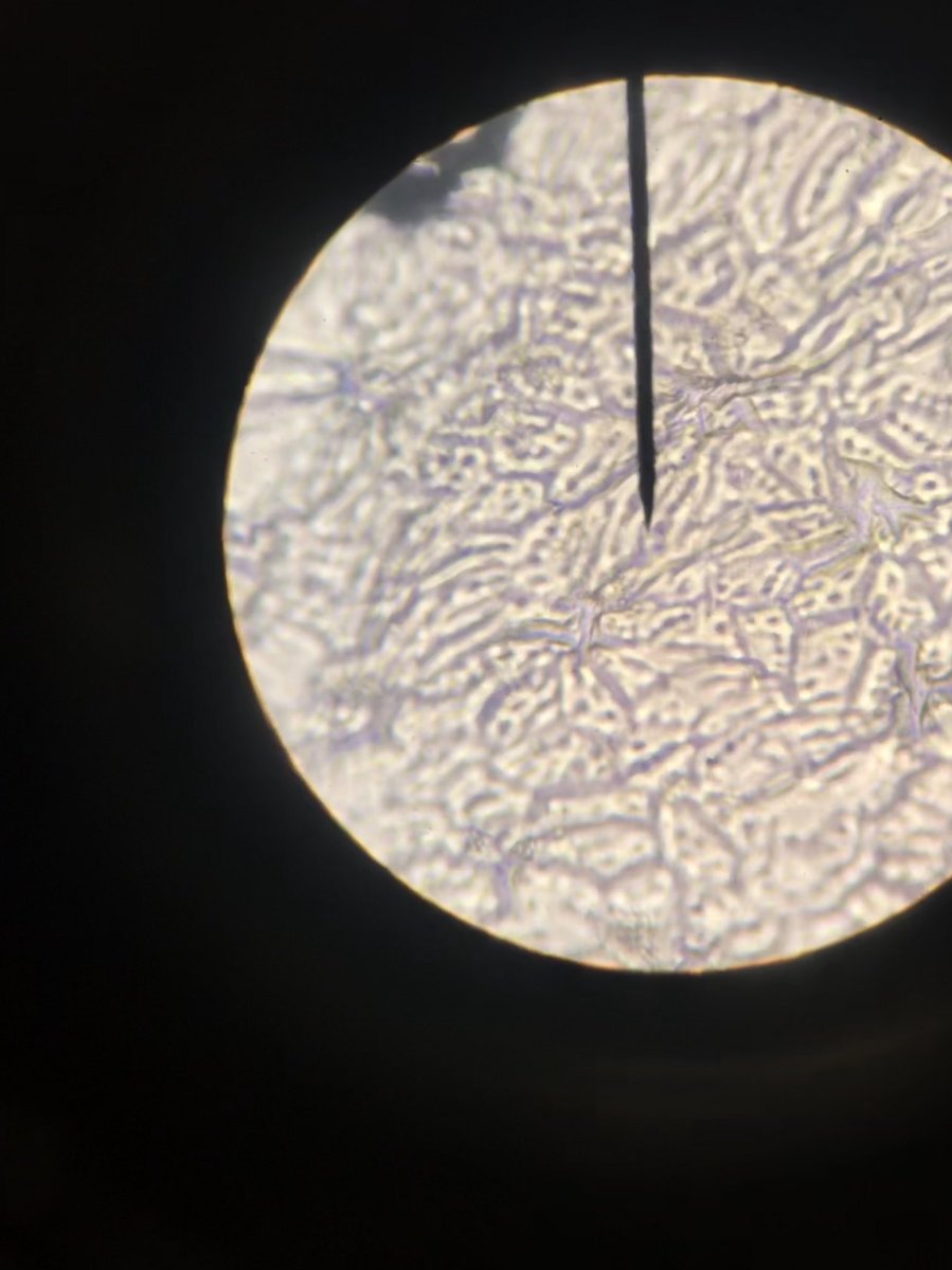 This is the stomata . The opening and closing regulates the intake or release of carbon dioxide, oxygen, and water vapor. <a href="/sharpbiology/">Ian Sharp</a> P1