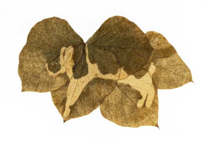 Une japonaise qui imprime ses photos sur des feuilles d'arbres japanization.org/une-japonaise-… cc <a href="/clarabdx/">clara beaudoux</a>