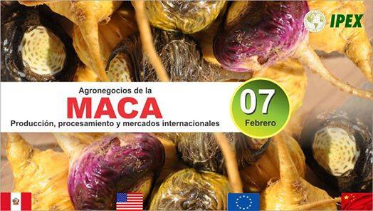 MacaPowderBenef's tweet image. AGRONEGOCIOS DE LA MACA DE EXPORTACIÓN 
#Superfoods #MacaPowderBenefits #MacaRoot
Read more: bitly.com/benefitsmaca