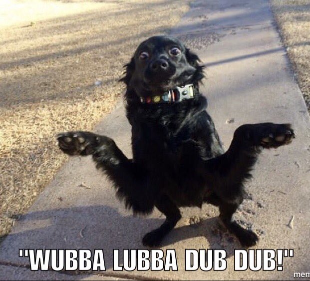 lordcarrett's tweet photo. If this dog could say Rick's catchphrase, he would! https://t.co/qyr9GbwPOy