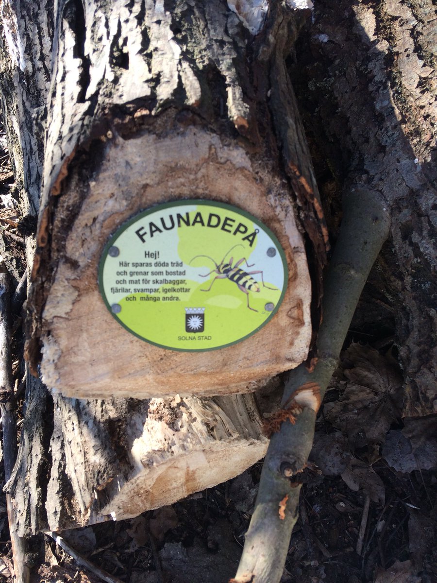 Härlig syn i det nya naturreservatet <a href="/Rastasjon/">Rädda Råstasjön</a>! Mer sånt <a href="/solnastad/">Solna stad</a> 🙏🏻🌳🐝🐞