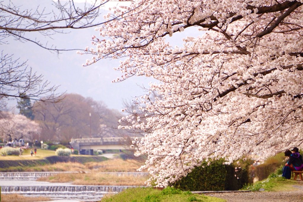 賀茂川の桜